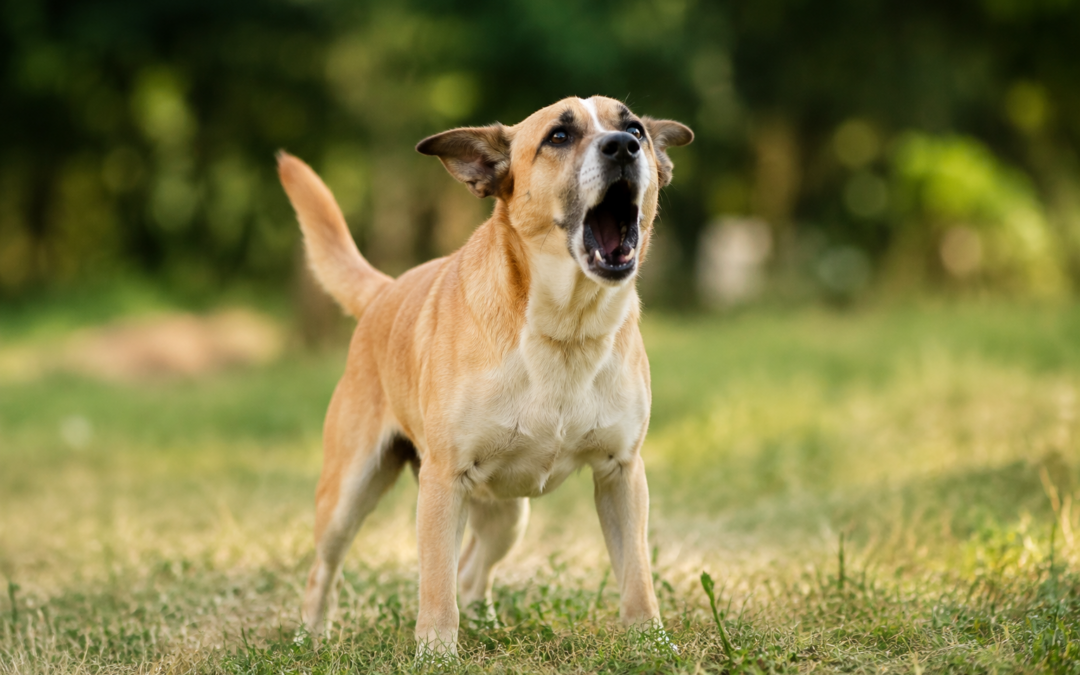 Help, mijn hond blaft naar andere honden: wat kan ik doen?